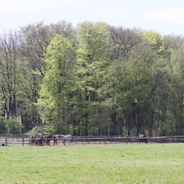 lente