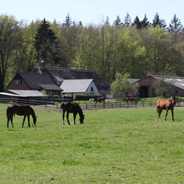 lente