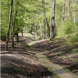 lente